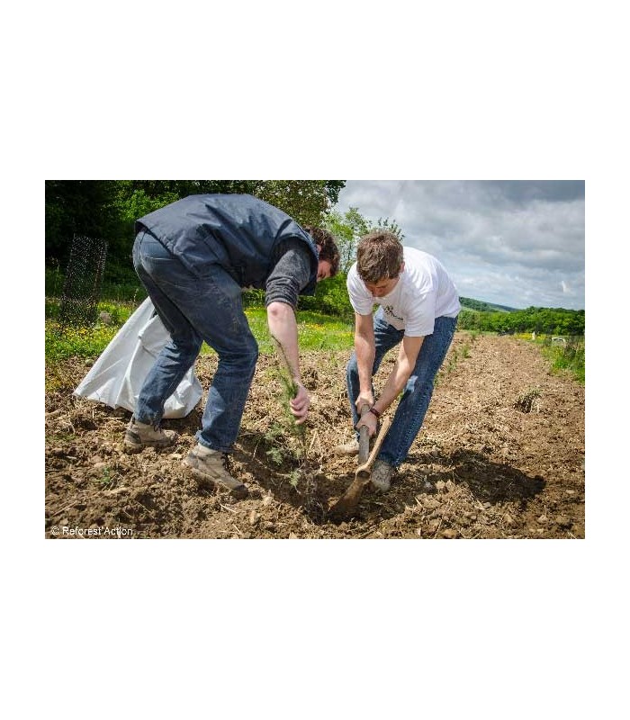 1 Arbre planté avec ReforestAction, Soignons nos Assiettes
