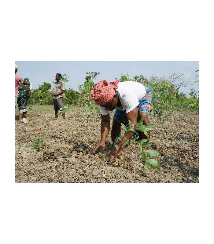1 Arbre planté avec ReforestAction, Soignons nos Assiettes