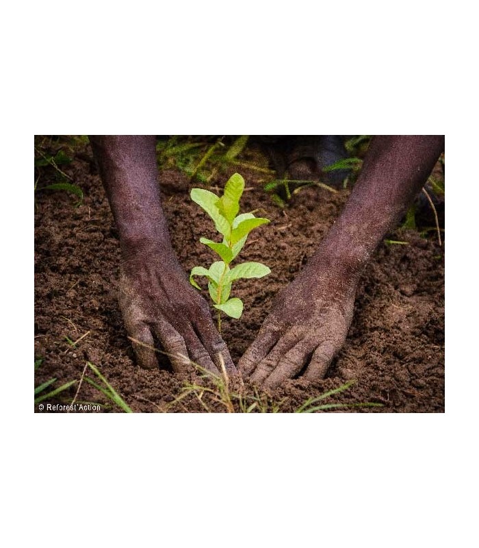 1 Arbre planté avec ReforestAction, Soignons nos Assiettes