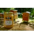 Miel de Garrigue Bio 1 kg, Vente Directe Producteur