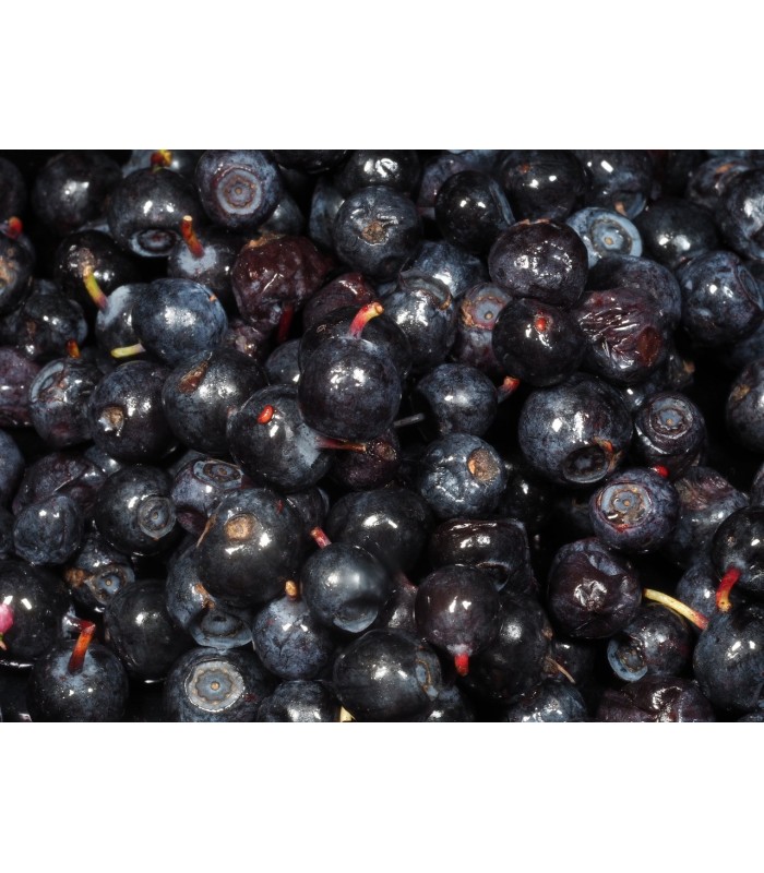 Myrtilles Sauvages, Vente Directe Producteur