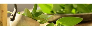Acheter Plantes Simples - Herbes Médicinales - Soignons nos Assiettes